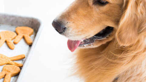 qué galletas para cachorros son las mejores