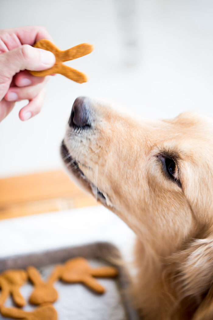 Galletas para perro